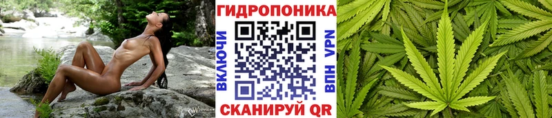 Бошки марихуана OG Kush  что такое   Выборг 